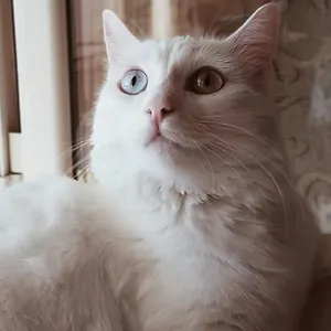 The White Cat Napoli